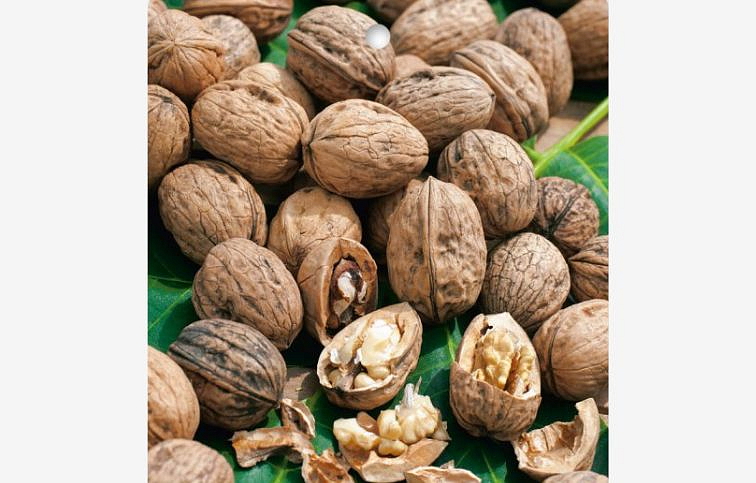 Orech kráľovský CHANDLER 130-160 cm, kont. 3 l