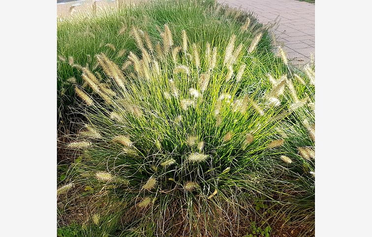 Perovec psiarkovitý Little Bunny - Pennisetum, kont. 1 l