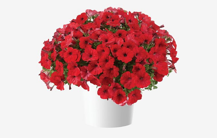 Petúnia Capella Ruby Red, kont. 0,5 l