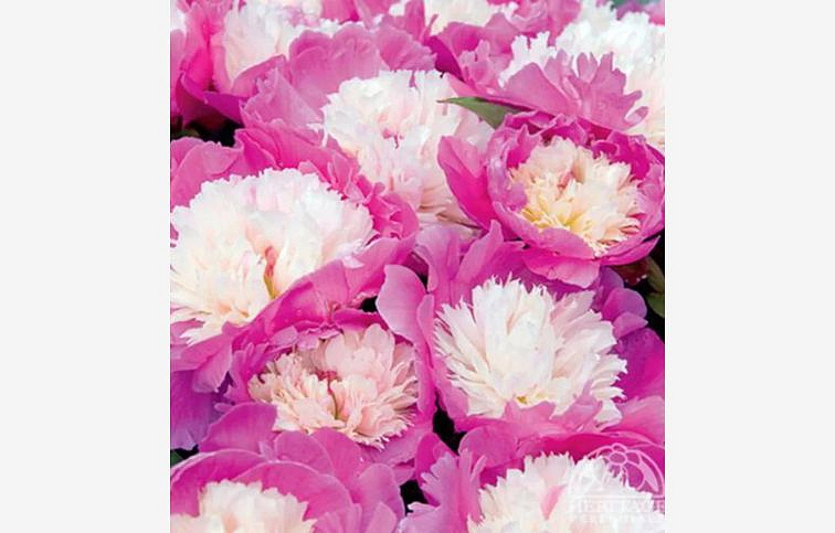Pivonka bylinná Cora Stubbs - Paeonia lactiflora kont. 1,5 l