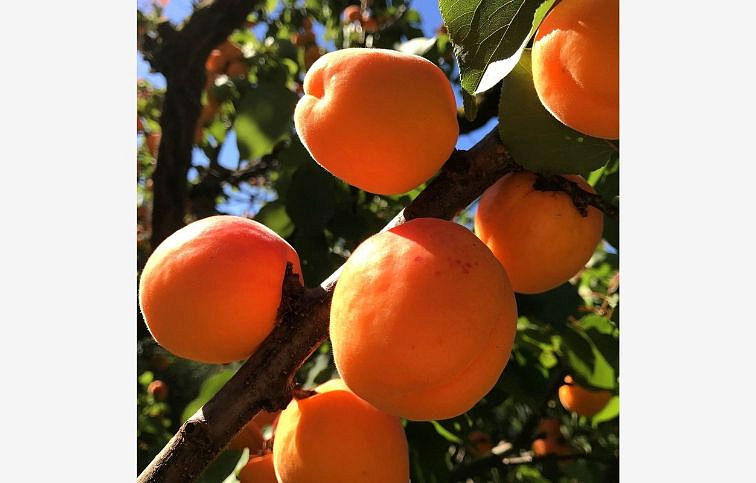 Marhuľa San Castrese na cca 110-120cm kmeni, výška 150-170cm, obv. km. 6-8cm, kont. 10 l