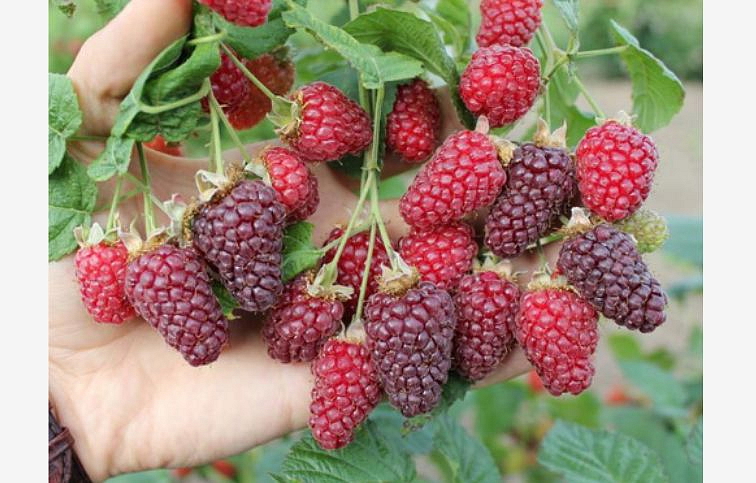 Malinočernica Tayberry 30-50 cm, kont. p12