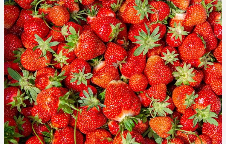 Jahoda Senga Sengana, multiplato 10 ks