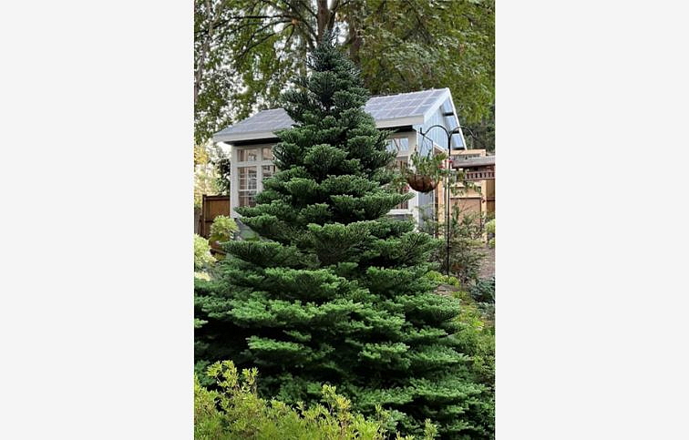 Jedľa kórejská 30-40 cm, kont. 3 l