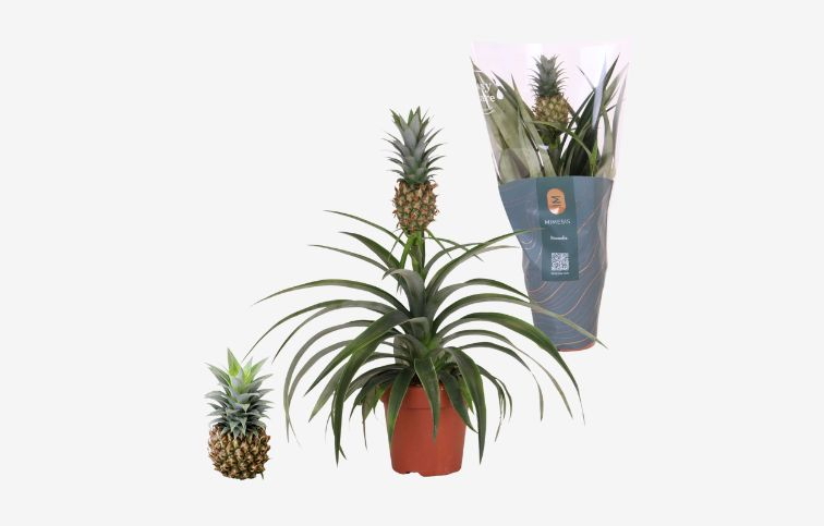 Ananas Mi Amigo 20-25cm, kont. p12