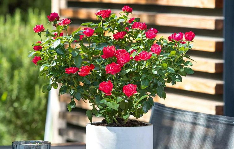 Ruža mini Meilland Zepeti - Rosa, kont. 2 l