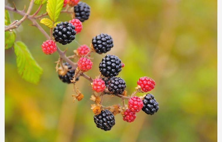 Černica ARAPAHO 30-60 cm, kont. 2 l