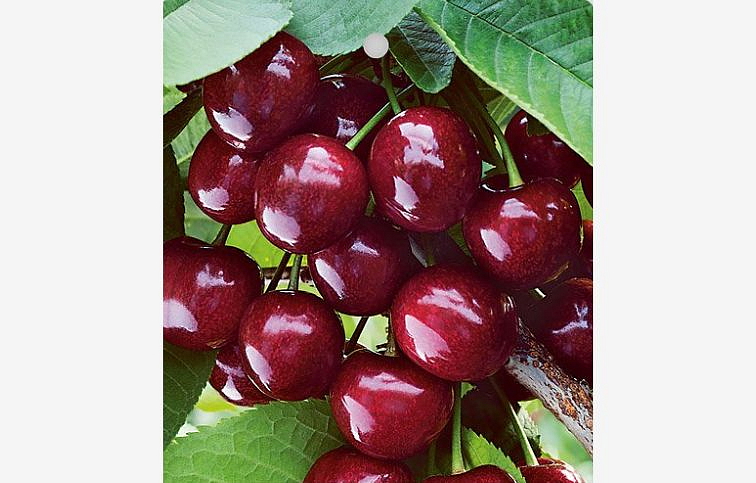 Čerešňa Techlovan, podp. Colt, voľnok.