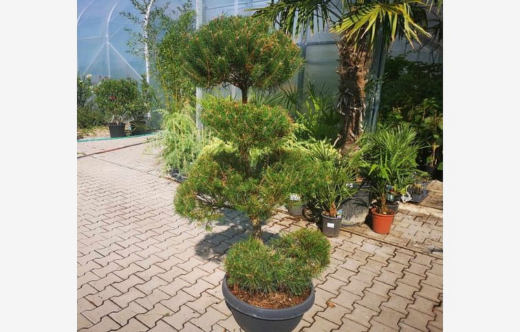 Borovica lesná bonsaj 140-160 cm, v miske 50 l