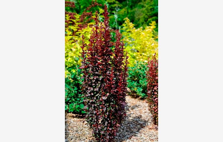 Dráč Thunbergov Red Pillar 30-50cm, kont. 2 l