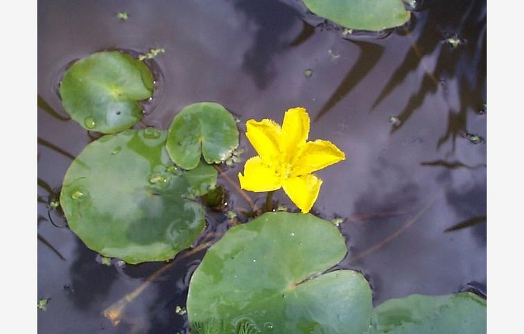 Leknovec štítnatý - Nymphoides peltata, kont. p11