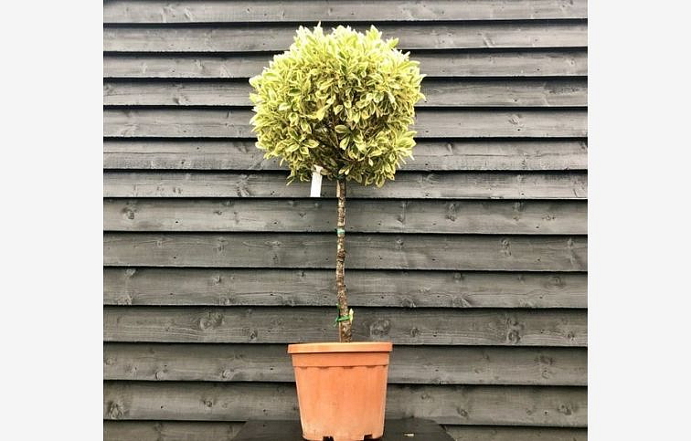 Bršlen japonský BRAVO na kmienku, výška 60-80 cm, kont. 7-9 l