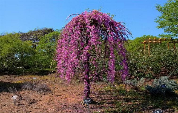 Judášovec kanadský Ruby Falls na kmienku, výška 240-280cm, obvod kmeňa 6-8cm, kont. 18 l