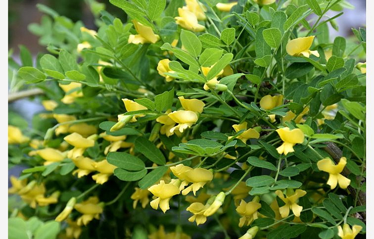 Karagana stromovitá Pendula na kmienku 90-110 cm, kont. C5