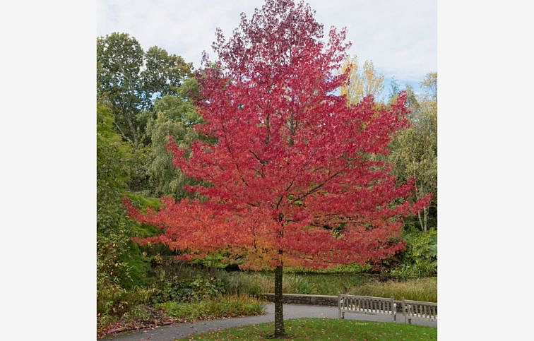 Ambrovník styraxový Worplesdon 220-300 cm, kont. 7,5 l