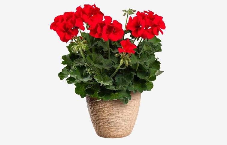 Muškát medzidruhový Patio Scarlet Kiss - Pelargonium, kont. 0,7 l