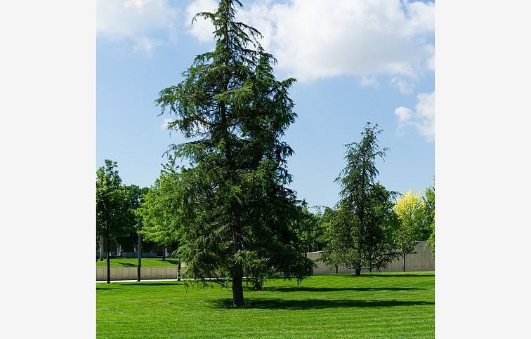 Céder himalájsky 60-75cm, kont. 3 l