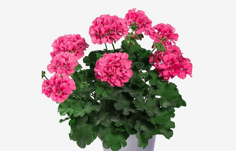 Muškát medzidruhový Patio Pink Eye - Pelargonium, kont. 0,7 l