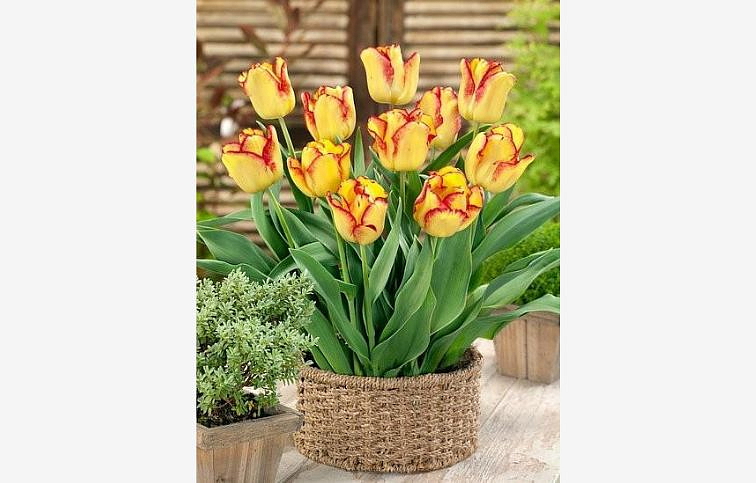 Tulipán Cape Town 3 ks v kont. 0,5 l