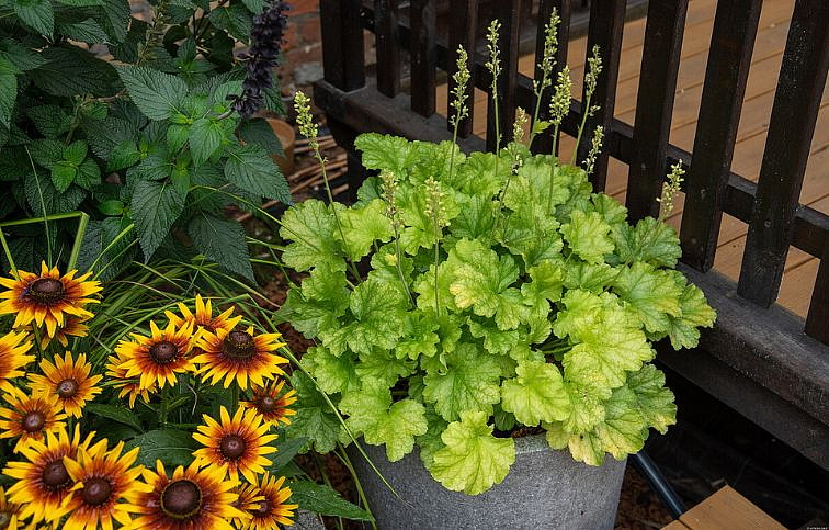 Heuchera World Caffe Lime Americano, kont. 0,5 l