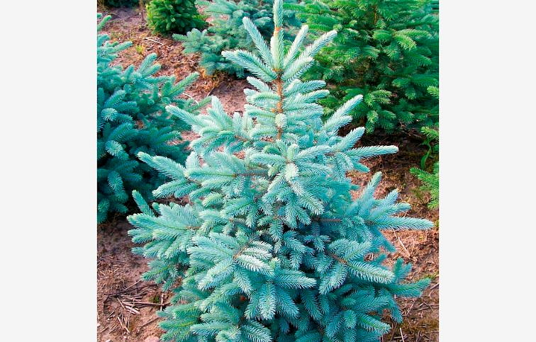 Smrek pichľavý GLAUCA KAIBAB 30-40cm, kont. 2 l