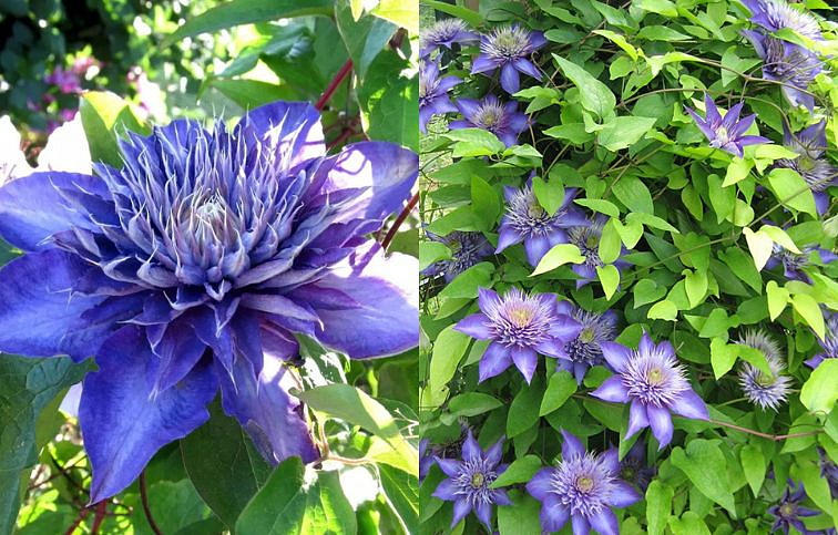 Plamienok Multi Blue 50-60 cm - Clematis, kont. p15