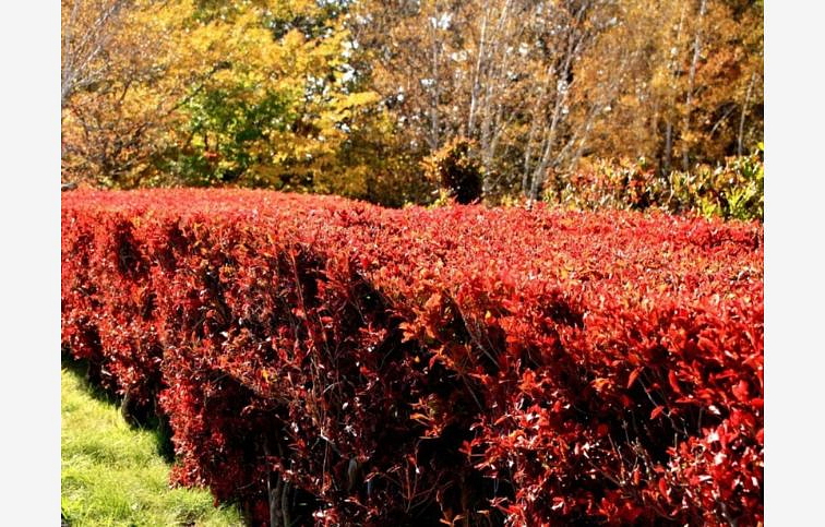 Dráč Thunbergov Red Tower 30-50 cm, kont. 2 l