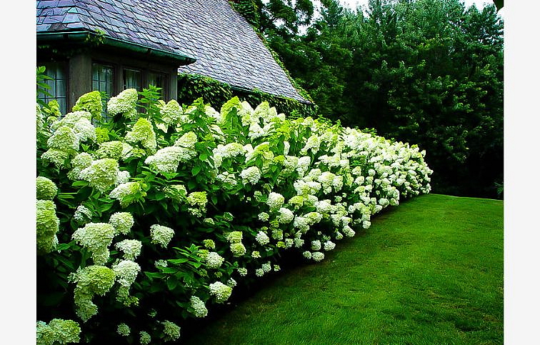 Hortenzia metlinatá Limelight 25-35 cm, kont. C2