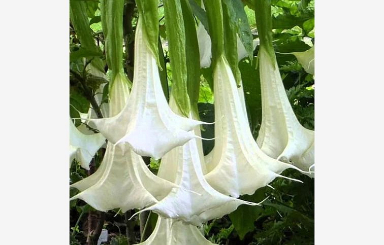 Durman voňavý - Anjelská trúba biela 20-40 cm, kont. p9