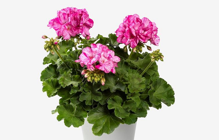 Muškát vzpriamený Mosaic Violet - Pelargonium, kont. 0,7 l