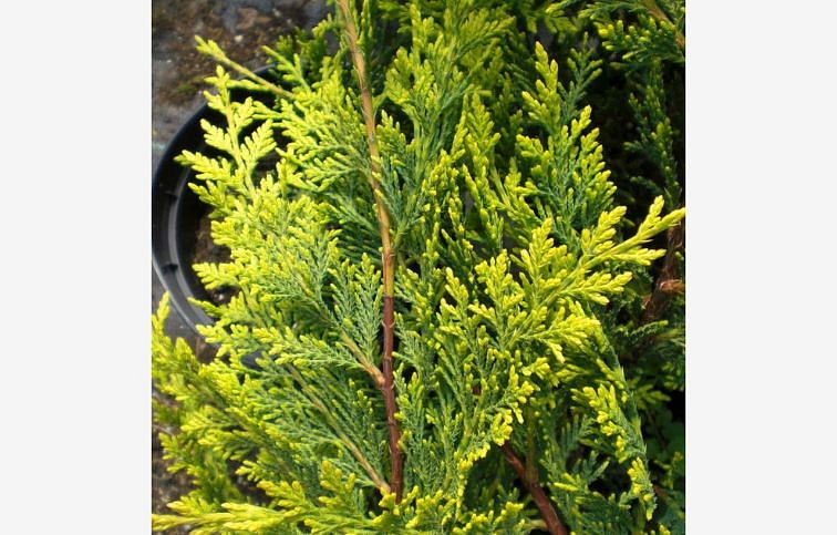 Cyprusovec leylandský Castlew. Gold na 80cm kmienku, v. 110-130cm, obv. km. 8-10cm. C25 l