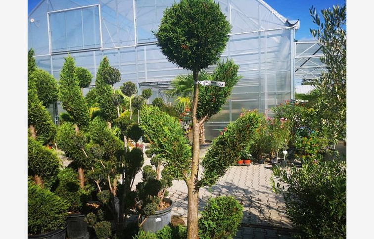 Cyprusovec leylandský bonsaj 180-200 cm, kont. 45-55l