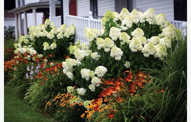 Hortenzia metlinatá Diamantino 20-30cm, kont. 3 l
