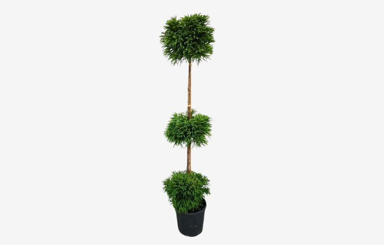 Kryptoméria japonská GLOBOSA NANA 3 gule 180-190cm, kont. 25 l