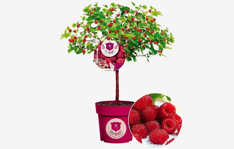 Malina Malinový medveď na 50cm kmienku, výška 80-90cm, kont. C 4,5 l