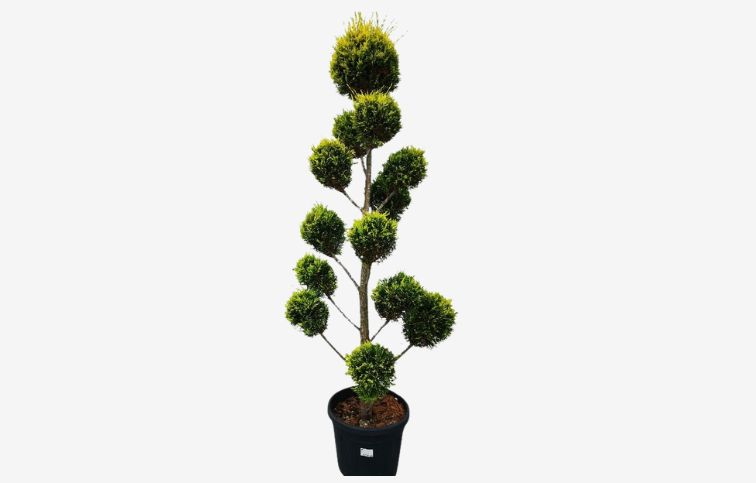 Cyprusovec leylandský Gold Rider ponpons 180-200cm, kont. 35l