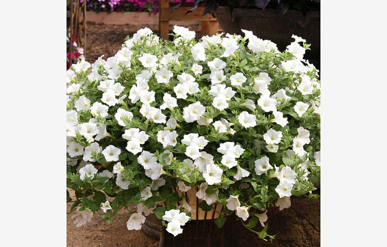 Petúnia Surfinia White, kont. 0,5 l