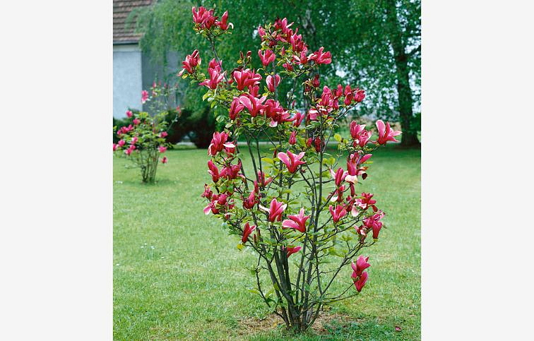 Magnólia ľaliokvetá NIGRA 80-110cm, kont. 10 l