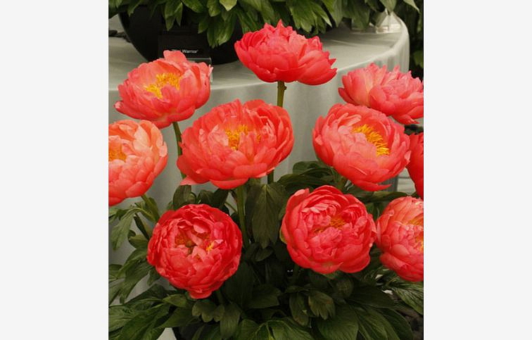 Pivonka bylinná Coral Sunset - Paeonia lactiflora, kont. p11