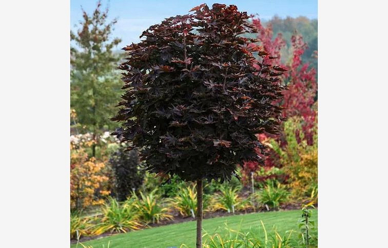 Javor mliečny Purple Globe na 200-220cm kmienku, v. 240-280cm, obv. km. 6-8cm , kont. 15 l