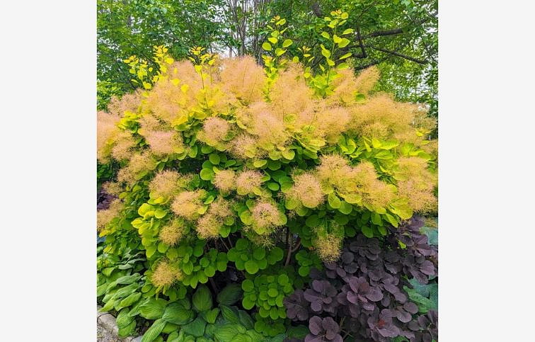 Škumpa vlasatá Golden Spirit 80-100 cm, kont. 5 l