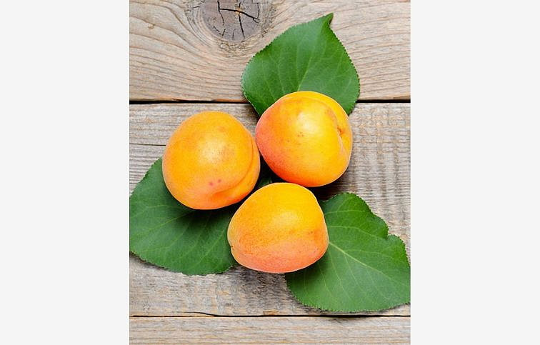 Marhuľa Reale Imola na cca 110 cm kmeni, výška 170-180 cm, obvod kmeňa 8-10 cm, kont. 10 l