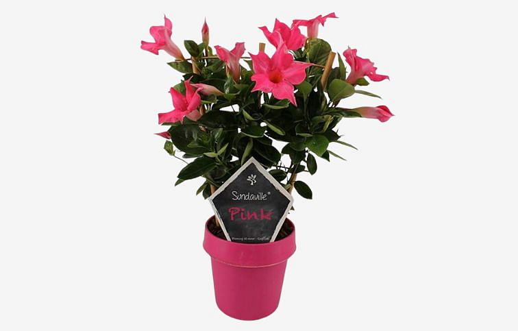 Mandevila ružová na stojane 30cm, kont. p14