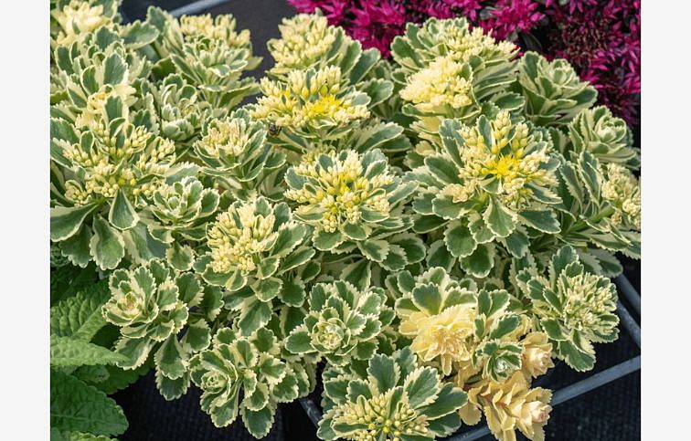 Rozchodník Atlantis - Sedum takesimense, kont. 0,5 l