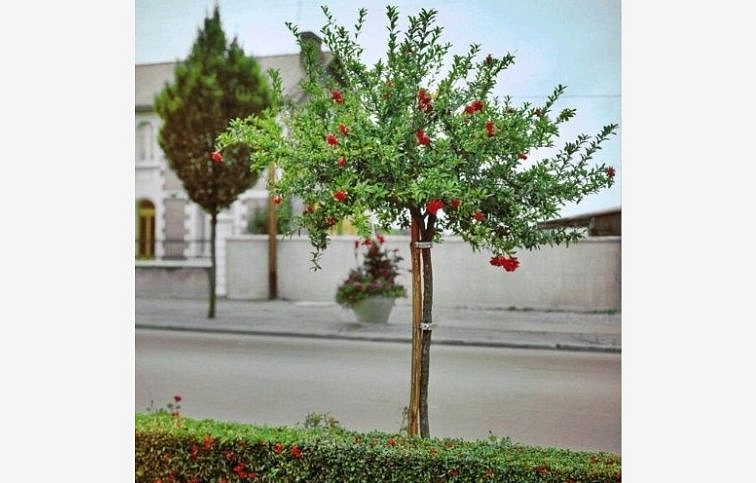 Granátovník púnsky na 90-100cm kmeni, výška 180-220cm, obvod kmeňa 8-10cm, kont. 12 l