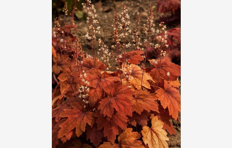 Heucherela Sweet Tea - Heucherella, kont. 0,5 l