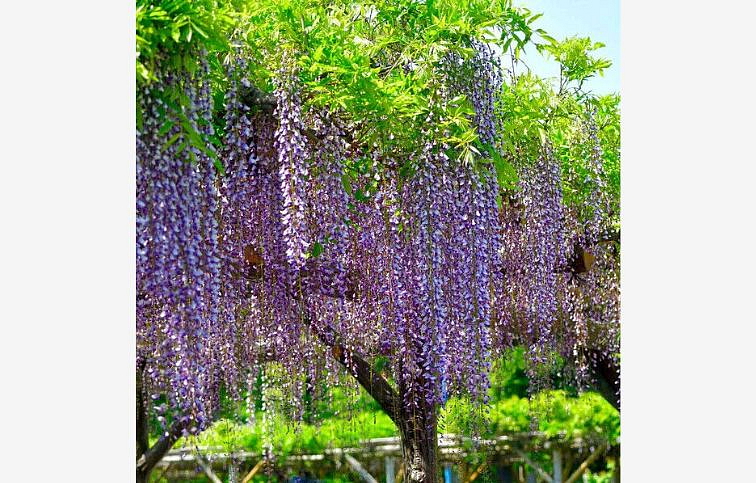 Vistéria kvetnatá Royal Purple 150-200cm, kont. 3 l