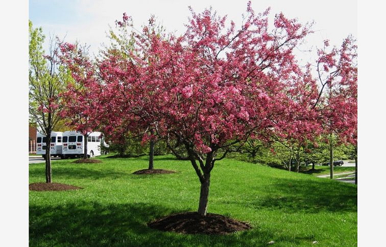 Okrasná jabloň Ola 130-160 cm, kont. C4