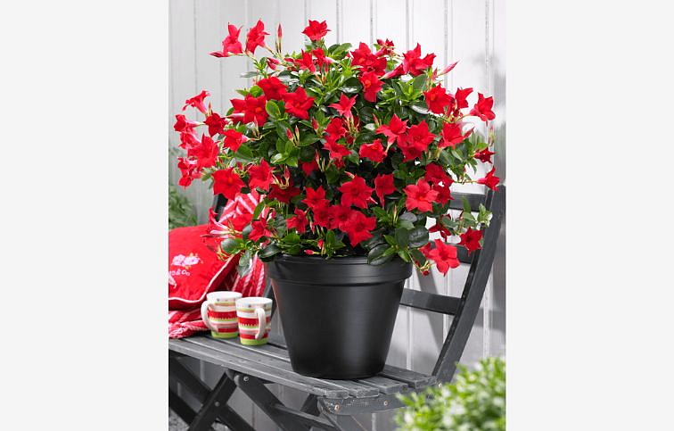 Mandevila Sundaville Classic Red - Dipladenia, kont. 0,7 l
