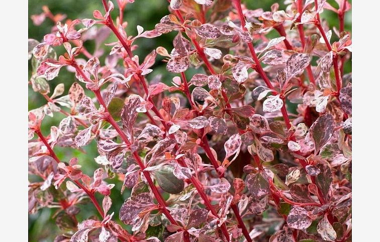 Dráč Thunbergov Harlequin 30-50 cm, kont. 2 l